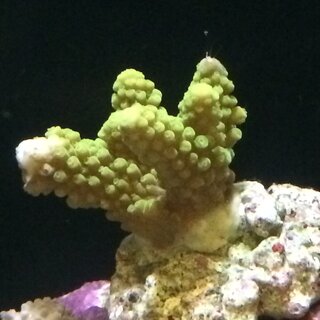 ミドリイシの白化なのですが現在写真のように根元や枝の裏の部分が白化し Yahoo 知恵袋