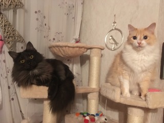 たまに 体全体の毛は短毛なのに首元の毛だけもさもさなライオンみたいな Yahoo 知恵袋