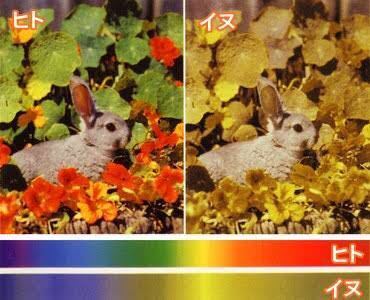 犬は緑色を何色に見えるのですか 犬の目を人間の目のフィルターに通したら灰 Yahoo 知恵袋