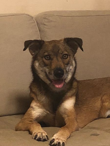 うちの犬には後ろ足に親指の爪があります 親指の爪はどれくらいの Yahoo 知恵袋