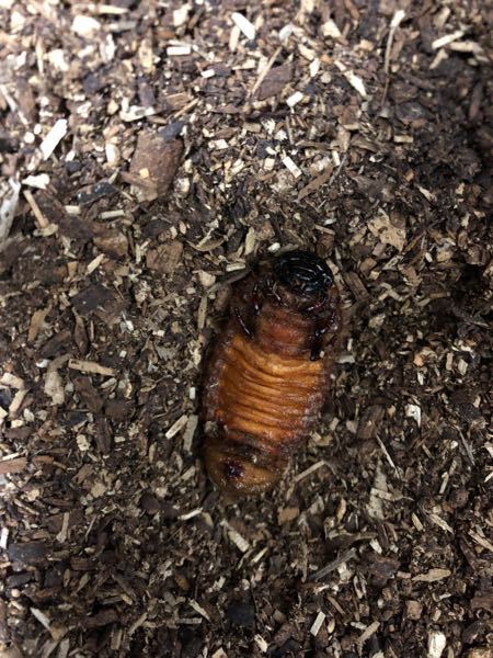 カブトムシの前蛹がかなり焦げ茶色になってるのですが これはヤバイので Yahoo 知恵袋