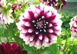 透明水彩で 花ダリア系 を描いて見ました ご批評 ご感想よろしくお願いします Yahoo 知恵袋