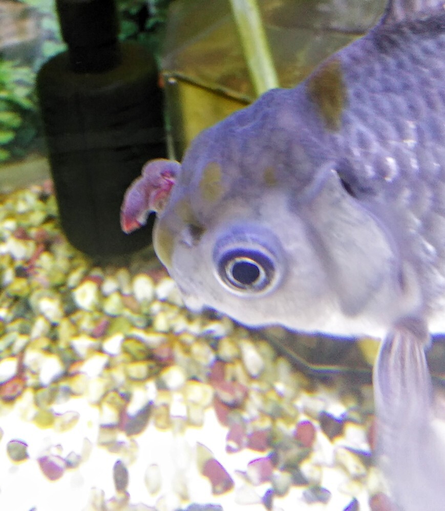 金魚の鼻花房か腫瘍か教えてください 片方のみ 鼻にレバーのようなモノ Yahoo 知恵袋