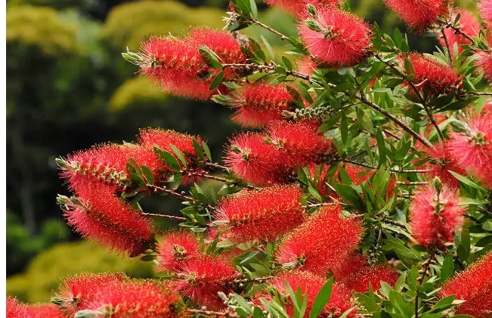 ブラシノキの葉っぱがチリチリになってしまいしました 何が原因なので Yahoo 知恵袋