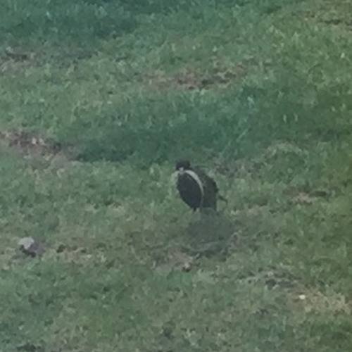 上 ワンピース 鳥の名前 ワンピース 鳥の名前