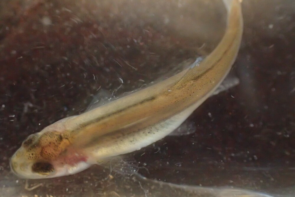 この魚は モツゴの稚魚でしょうか 近年 川に １０ｃｍ以上の長 Yahoo 知恵袋