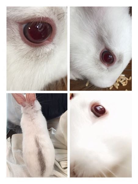 うさぎの目の色について この子の目の色は何という種類ですか 写真だと暗めに Yahoo 知恵袋