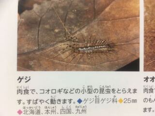 紙魚は2cmや3cmになることはありますか うねうね動いてすばしっこく Yahoo 知恵袋