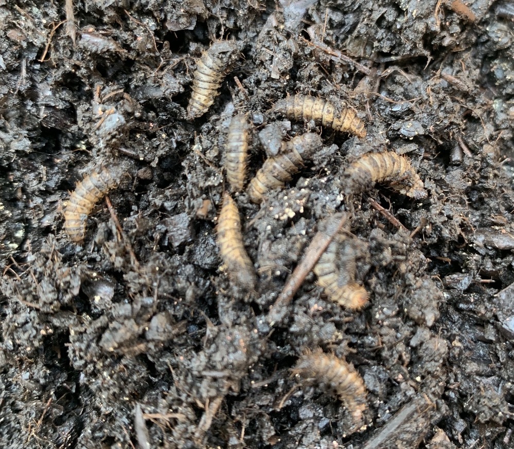 8月上旬からカブトムシを飼育していた虫かごに正体不明の幼虫が湧きました どなた Yahoo 知恵袋