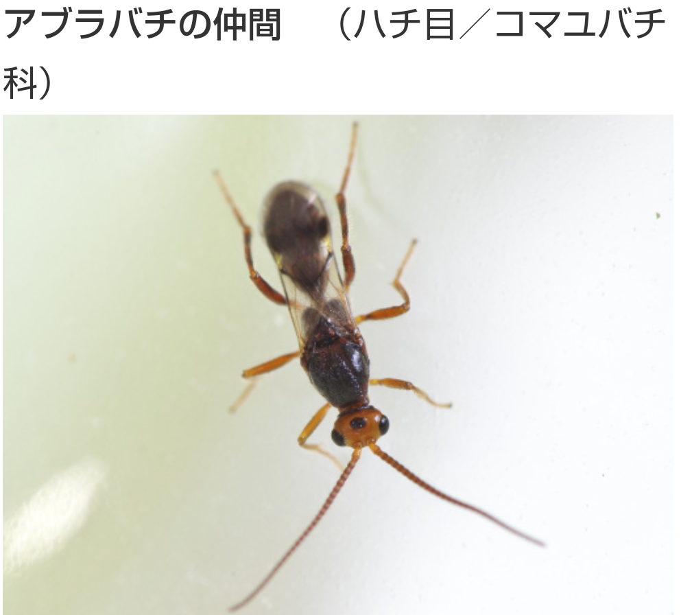 最近よくこの羽アリに似たような虫が家に居るんですが これは何という虫 Yahoo 知恵袋