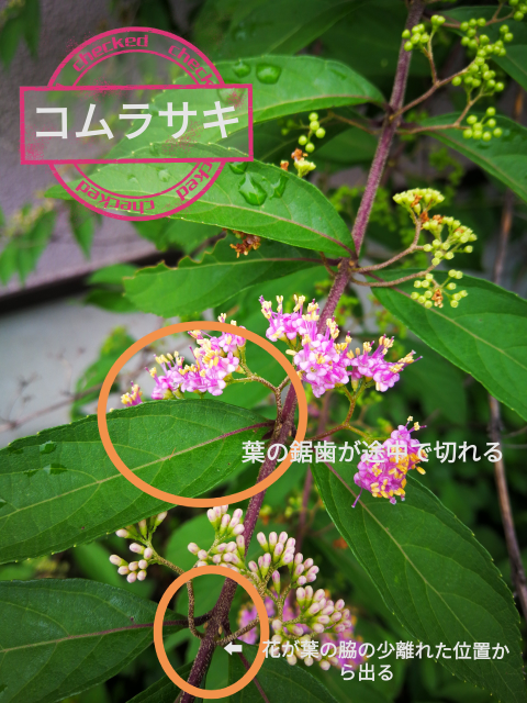 庭に勝手に生えたこの植物は 何という植物でしょうか Yahoo 知恵袋