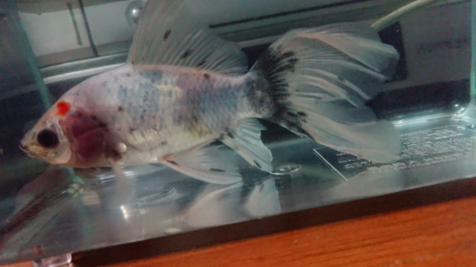 金魚の尾腐れ病の完治の見極めについて ネット通販で購入した金魚が到着時 初 Yahoo 知恵袋