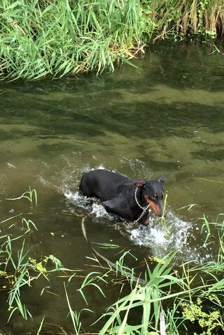 愛犬と川遊びできる場所教えてください 愛知県に住んでます 愛犬は五歳のｅ Yahoo 知恵袋