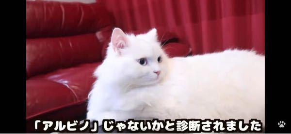 アルビノの猫ちゃんは、ひと目見たら分かりますか？検査しないと分かり 