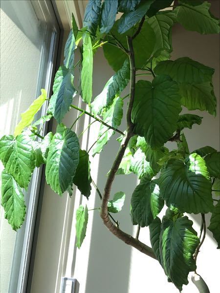 この時期にウンベラータを剪定しても 成長しないでしょうか そろ Yahoo 知恵袋