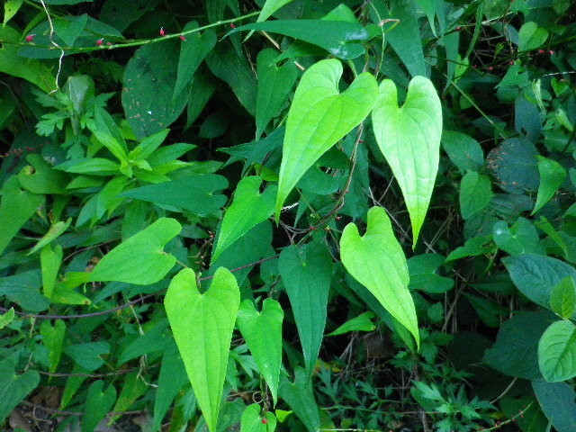 この長いハート型の葉をもつつる草の名前を教えてください ヤマイモであってるでし Yahoo 知恵袋