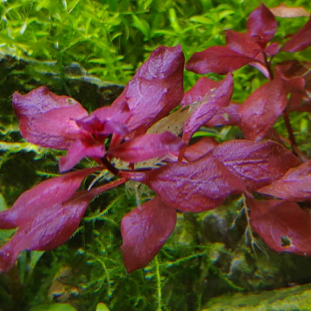 水草の葉に穴が空きます 主に以下の水草に症状が見られます 考え Yahoo 知恵袋