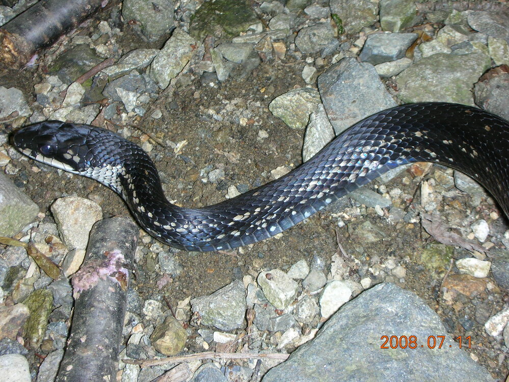 画像の蛇の名前を教えてください 北海道の公園で見つけました 黒地に白の模様があ Yahoo 知恵袋