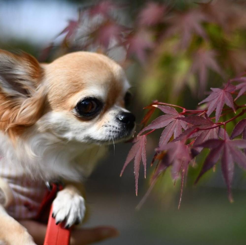 少し前まで飼っていたロングコートのチワワなのですが 何色なのか自分では分か Yahoo 知恵袋