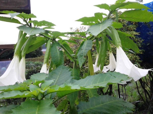 寒い地方に住んでますが 今年 エンゼルトランペットを鉢植えで育て 奇 Yahoo 知恵袋