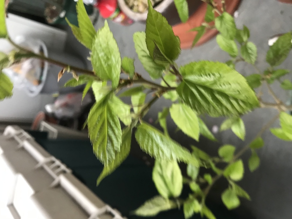 昨年エゴマの種を植えてほったらかしにして枯れたまま放置してたら今年 Yahoo 知恵袋