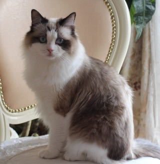 写真のラグドールは シールポイントバイカラーですか わかる方よろ Yahoo 知恵袋