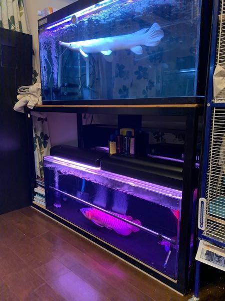 アジアアロワナについて 紅龍を飼育したいです スペースの問題で1 Yahoo 知恵袋