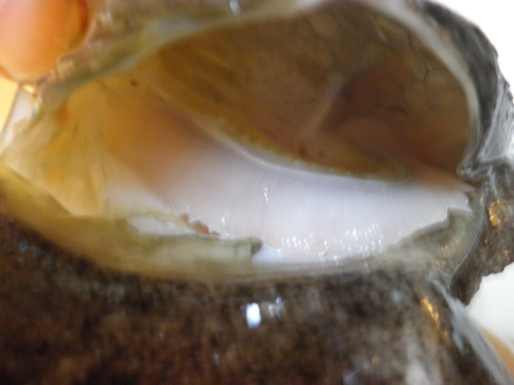 今日 とても大きなヒラメを釣ってきました せっかくなので刺身で食べた Yahoo 知恵袋