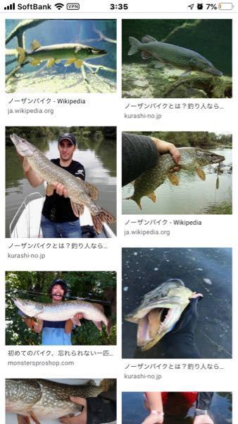 これはなんて言う魚ですか こんにちは カワカマス ノーザンパイ Yahoo 知恵袋