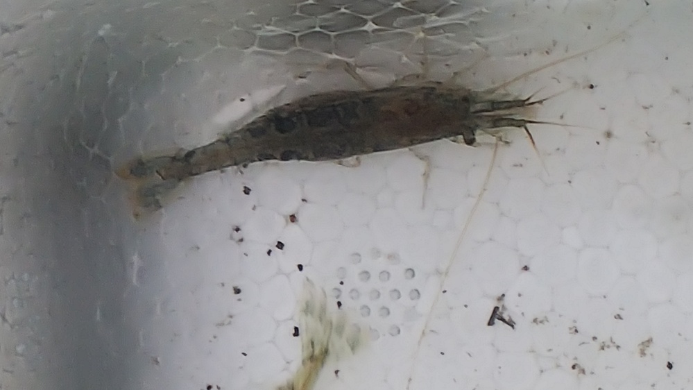 海釣りで使うモエビ エサ用 をエサやで購入したのですが どんな種類なのでしょ Yahoo 知恵袋