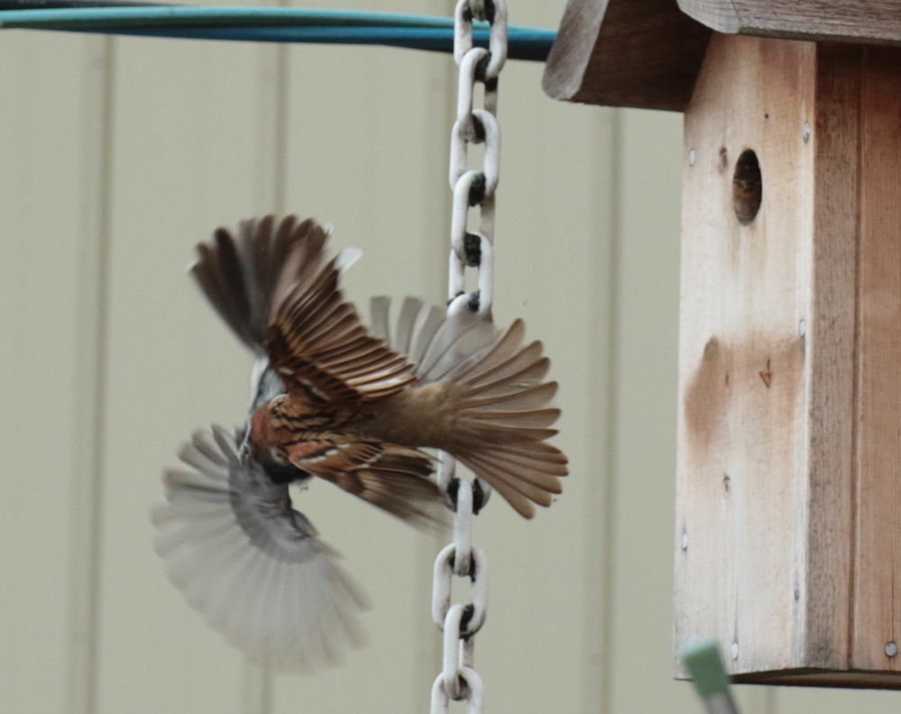 4月中頃からシジュウカラが巣箱に巣作りを始めました 巣作りがある程度 Yahoo 知恵袋