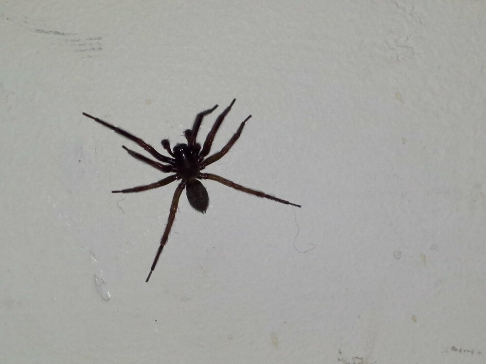 この脚長の黒い蜘蛛の名前を教えて下さい 家の中に出ました 脚が長いです 脚を入 Yahoo 知恵袋