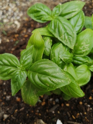 最も欲しかった バジル 茎 ぶつぶつ 誕生 日 ライン 友達