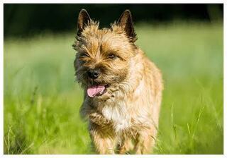 こんな犬の犬種知りませんか 家の近くにいる犬についてです こげ茶っぽ Yahoo 知恵袋