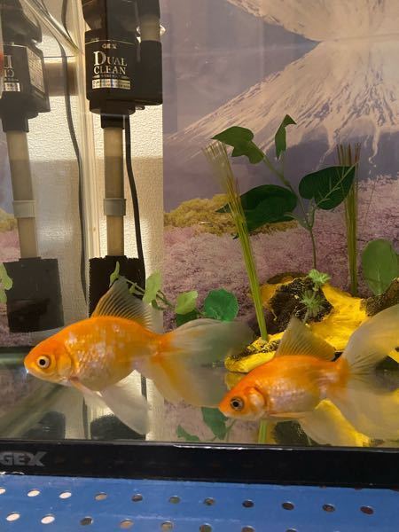 お目通しありがとうございます 金魚の事で質問があります 白点病 Yahoo 知恵袋