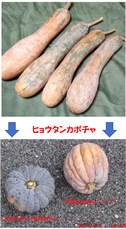 群馬県の沼田近くのｊａ農産物直売所で 白みくりかぼちゃ を買ってきま Yahoo 知恵袋