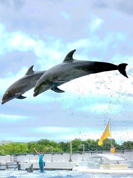 京都水族館にここ２年以内に行ったことのある方に質問 私はわりと出来て Yahoo 知恵袋