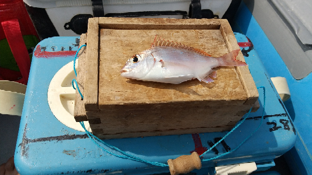 Youtubeで釣った魚を揚げて食べる動画を見たのですが コメ欄に Yahoo 知恵袋