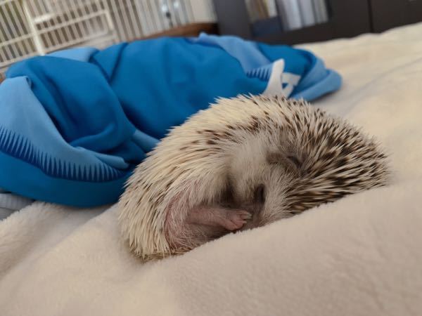 ハリネズミちゃんと一緒に寝ては行けない理由はありますか 母が理由はわかり Yahoo 知恵袋