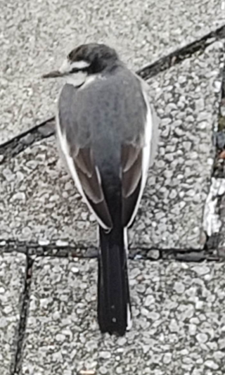 この鳥の名前は何ですか この鳥とは W Yahoo 知恵袋