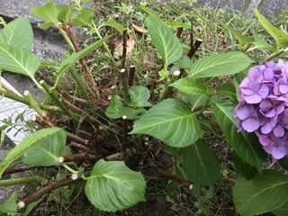 私の家の庭に紫陽花がすごく綺麗に咲いていたんですよ でもちょっと大きすぎるので Yahoo 知恵袋