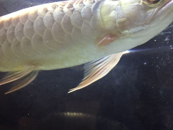 アジアアロワナ過背金龍25 30 の幼魚の胸鰭が根元から折れてしまいました Yahoo 知恵袋