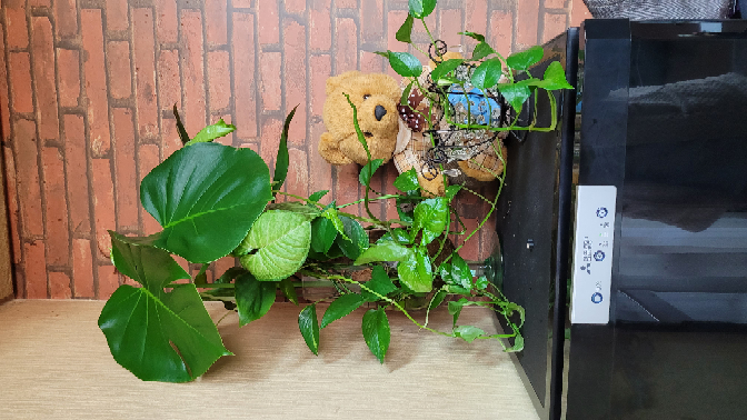 アドバイスよろしくお願いいたします モンステラ初心者です夜分遅く Yahoo 知恵袋