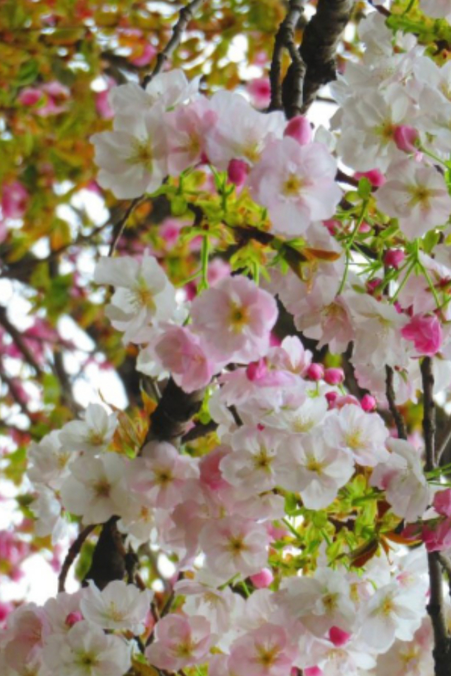 同じ木にピンクと白の花が咲く桜の名前を教えてください Yahoo 知恵袋