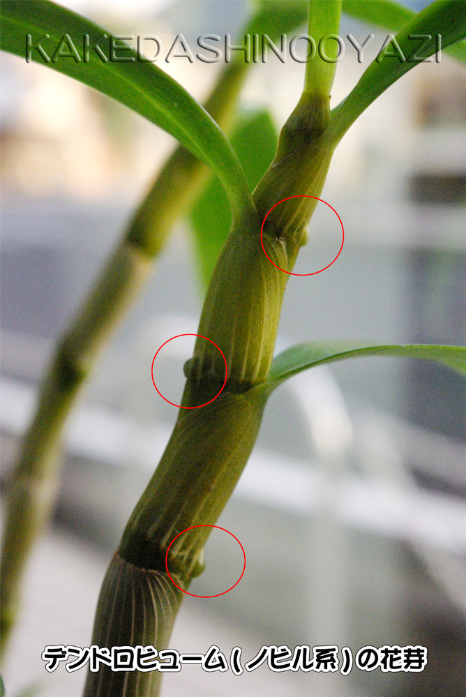 デンドロビウムの花芽だと思うのですが 今頃出てきました 開花はいつ頃によをなる Yahoo 知恵袋
