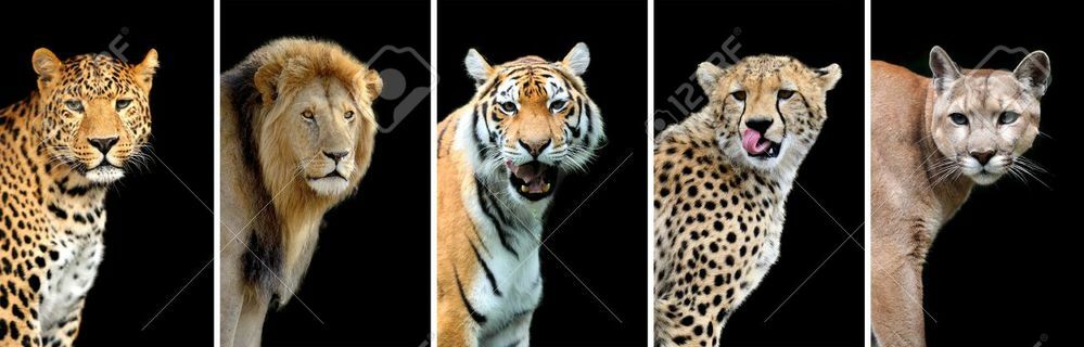 動物に詳しい人に質問です ネコ科のライオン トラ ジャガー ヒョウ Yahoo 知恵袋