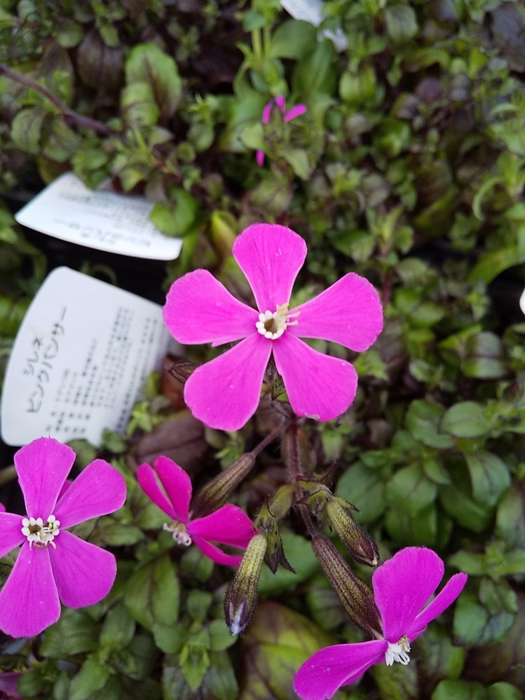 この花の名前を教えてください 実家の花壇に毎年咲き 芝桜だと思っていたのですが Yahoo 知恵袋