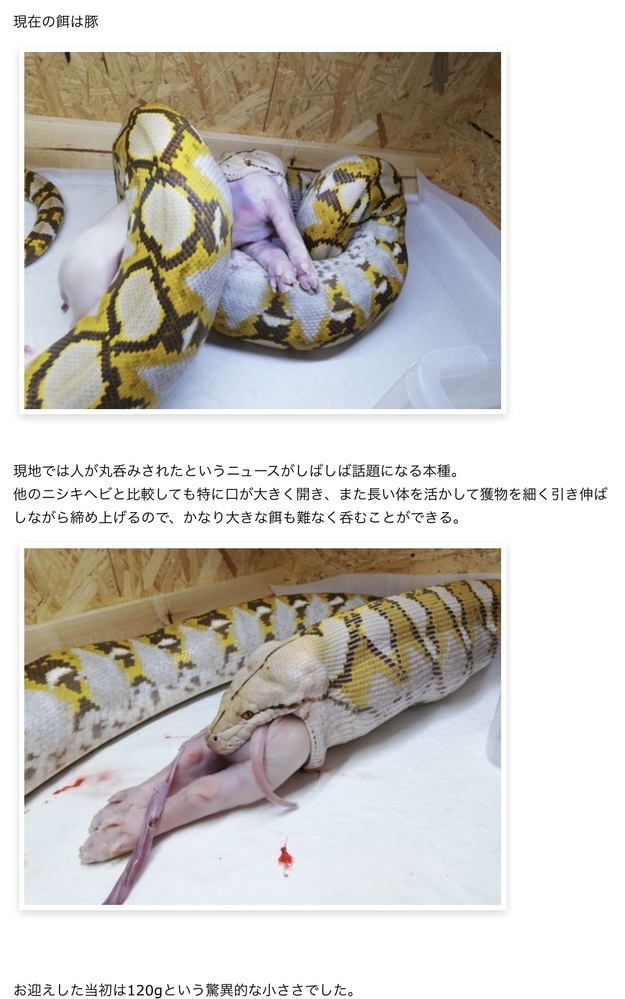 脱走したアミメニシキヘビってどのぐらいの大きさなんですか 子犬とか子猫を丸呑み Yahoo 知恵袋