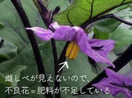 茄子の苗について たくさん花がつくのですが花が枯れた頃から その花の Yahoo 知恵袋