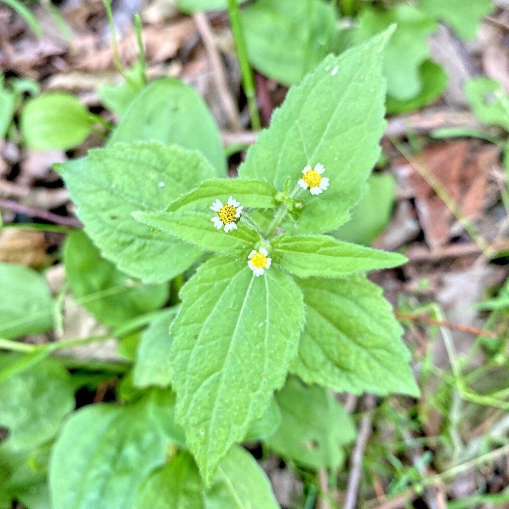 畑に生えてきたのですがこの植物は何でしょうか 大葉だと思って刈り取らないように Yahoo 知恵袋